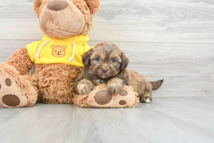 Teddy Bear Puppy for Adoption