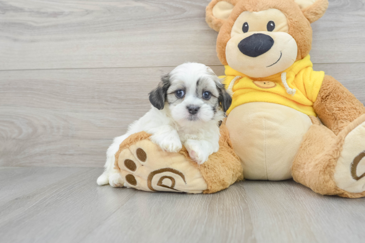 Teddy Bear Pup Being Cute