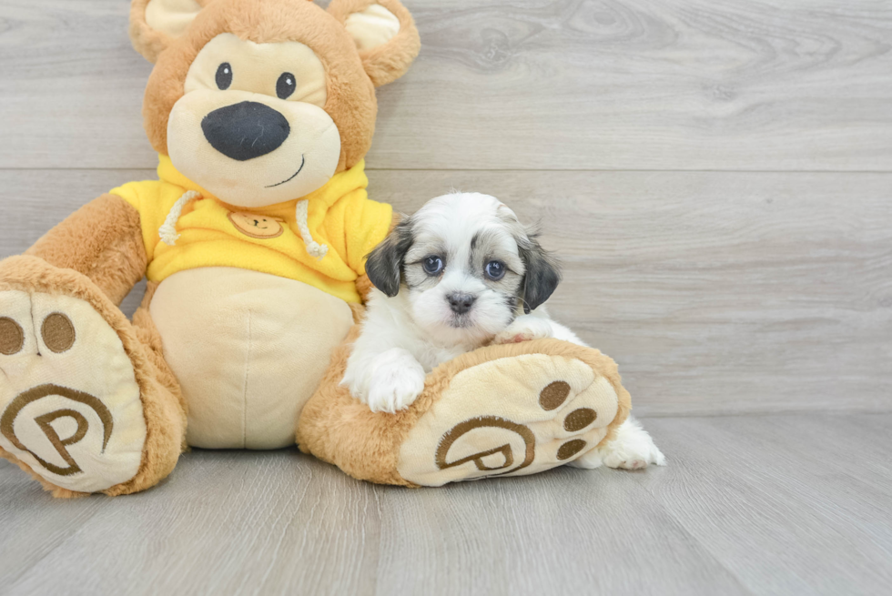 Teddy Bear Pup Being Cute