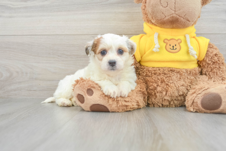 Teddy Bear Pup Being Cute
