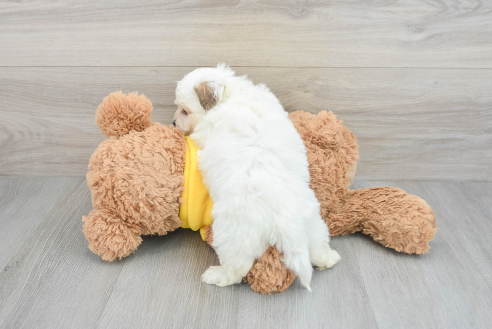 Best Teddy Bear Baby