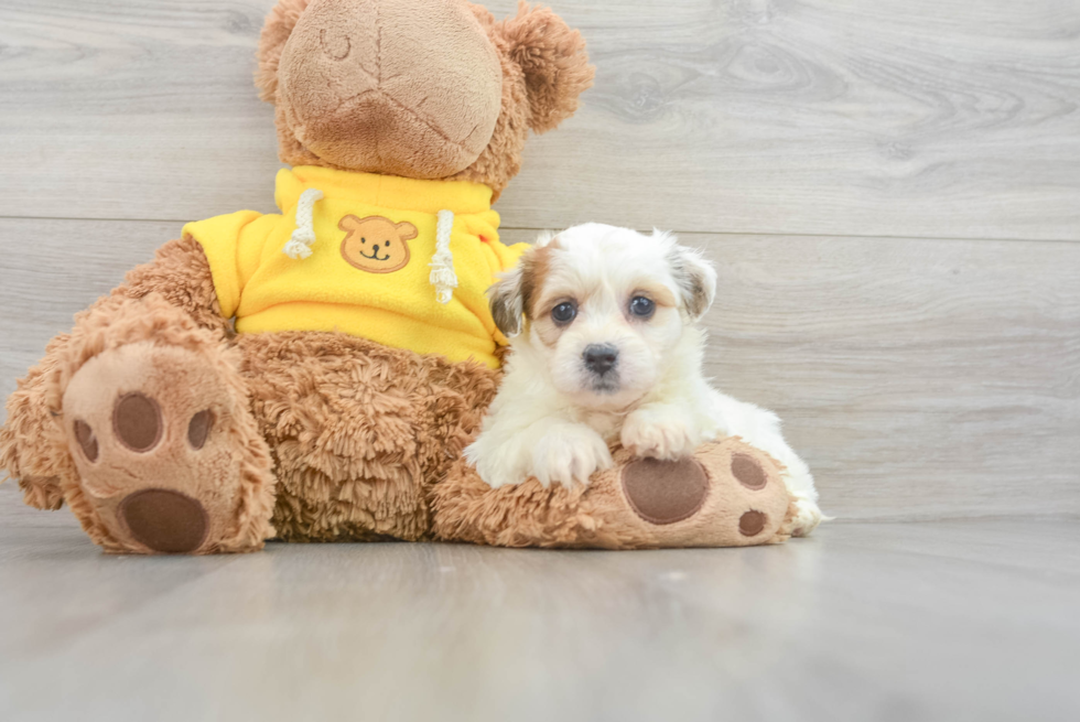 Friendly Teddy Bear Baby