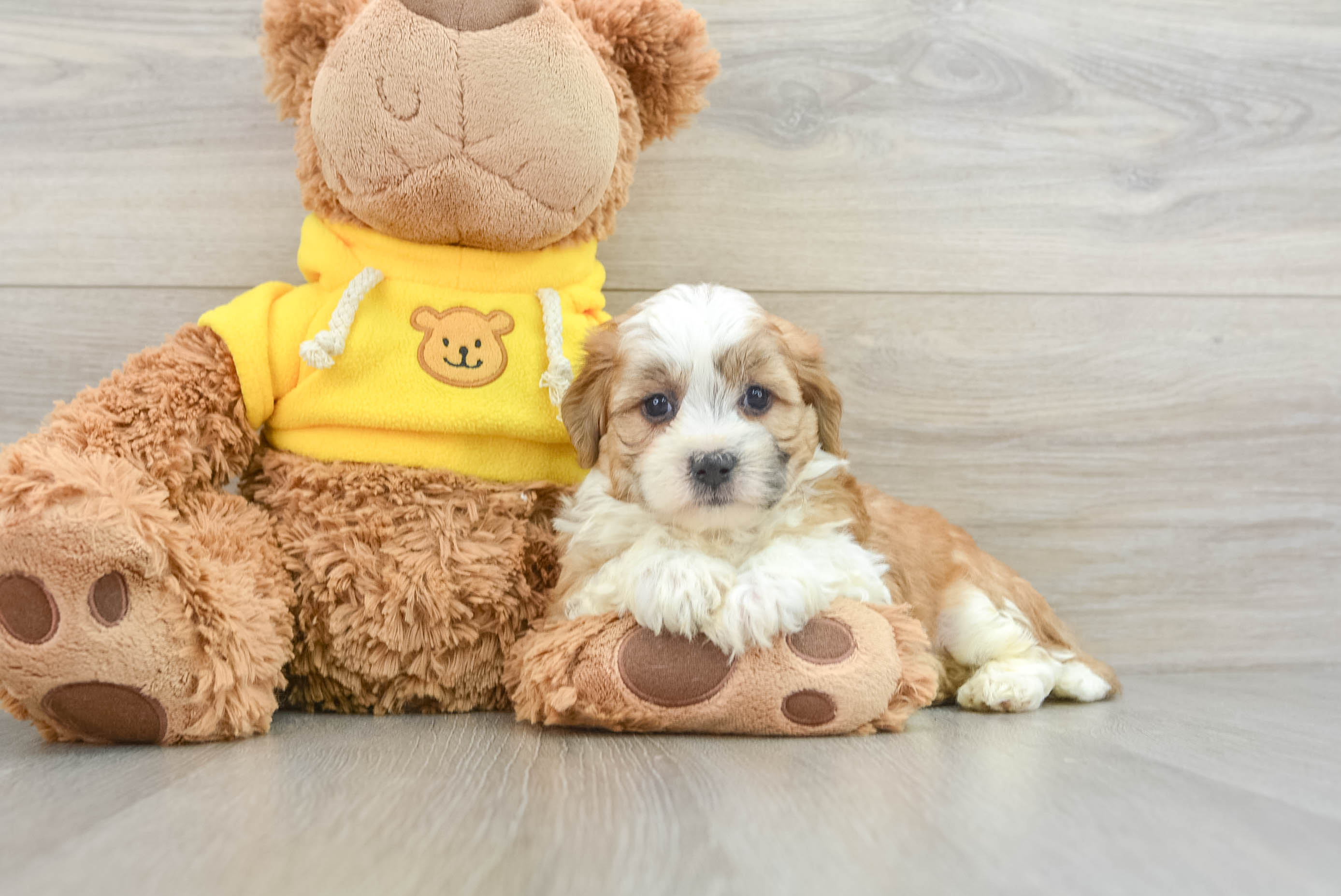Smart Teddy Bear Designer Pup