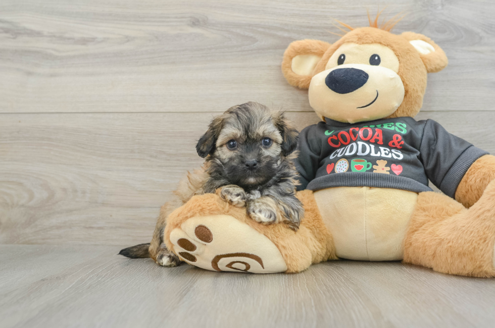 5 week old Teddy Bear Puppy For Sale - Premier Pups