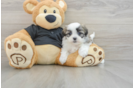 Teddy Bear Puppy for Adoption