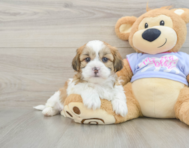 5 week old Teddy Bear Puppy For Sale - Premier Pups