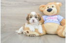 Best Teddy Bear Baby