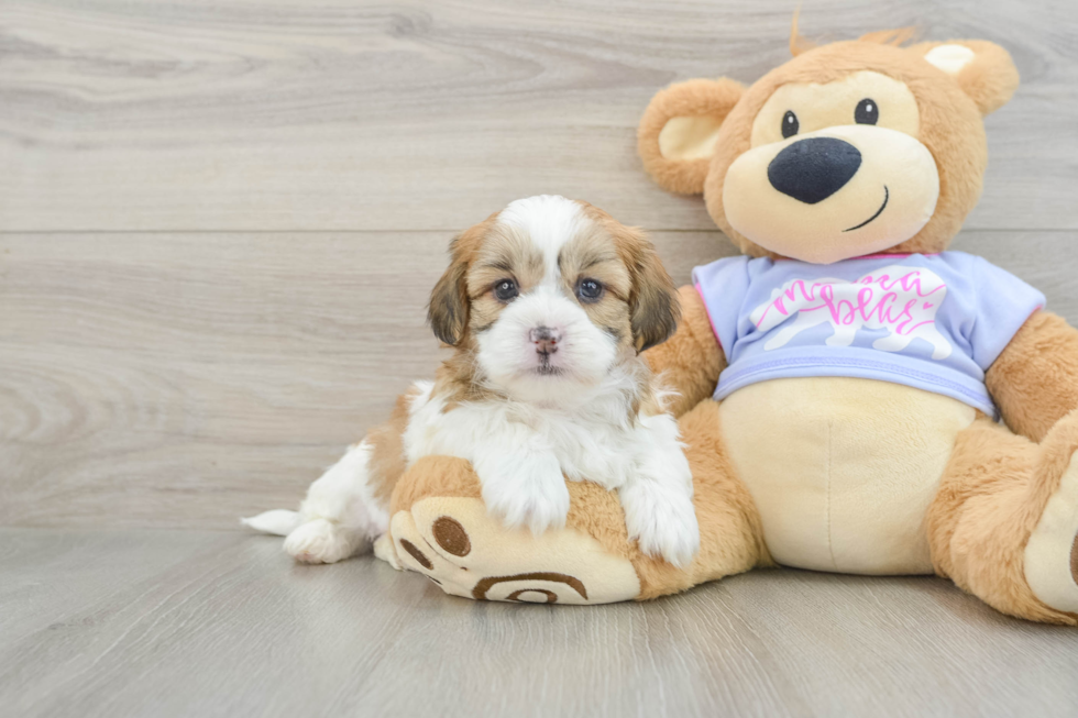 Best Teddy Bear Baby