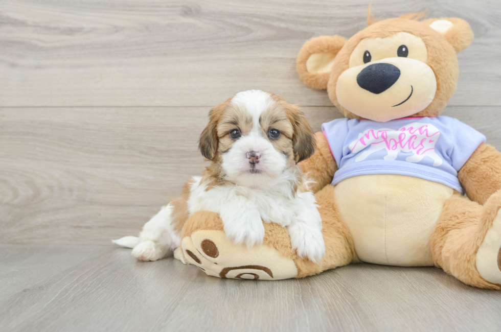 5 week old Teddy Bear Puppy For Sale - Premier Pups