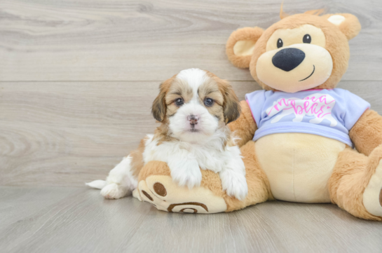 Best Teddy Bear Baby