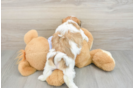 Best Teddy Bear Baby