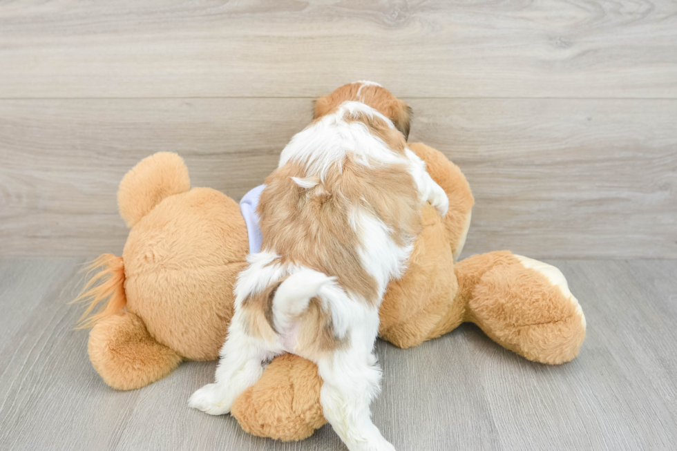 Best Teddy Bear Baby