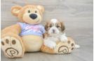 Sweet Teddy Bear Baby