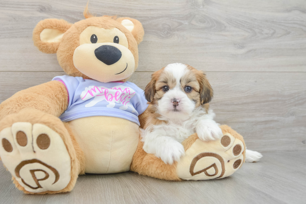 Sweet Teddy Bear Baby