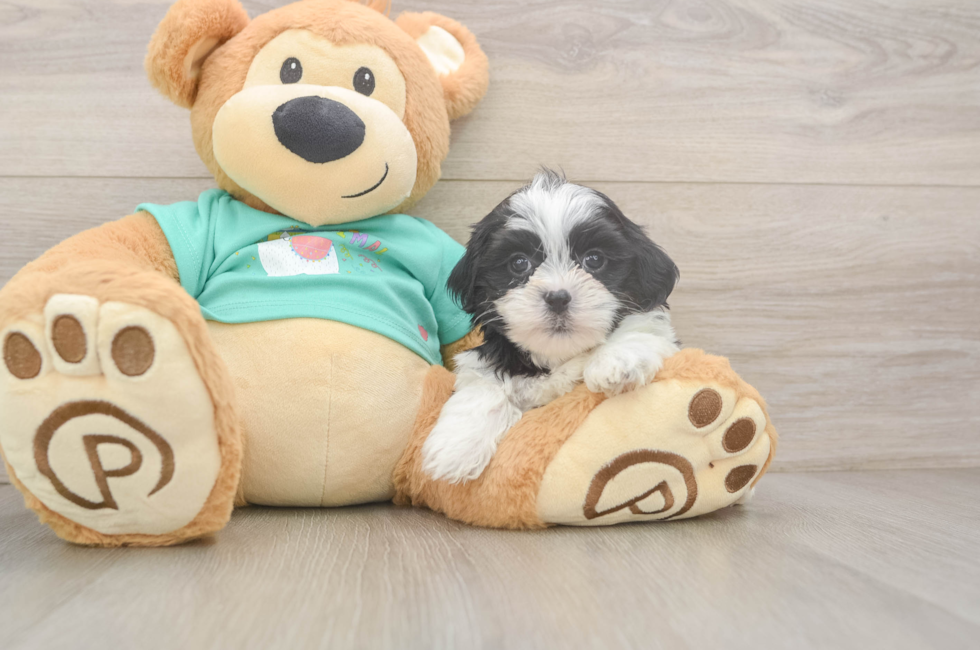 5 week old Teddy Bear Puppy For Sale - Premier Pups
