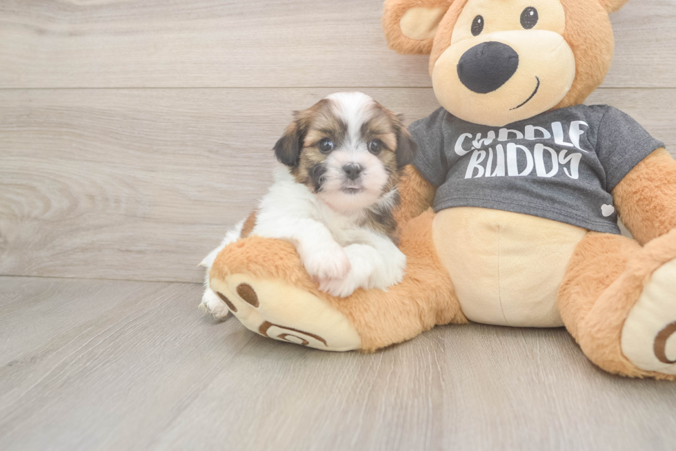 Happy Teddy Bear Baby