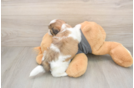 Teddy Bear Pup Being Cute