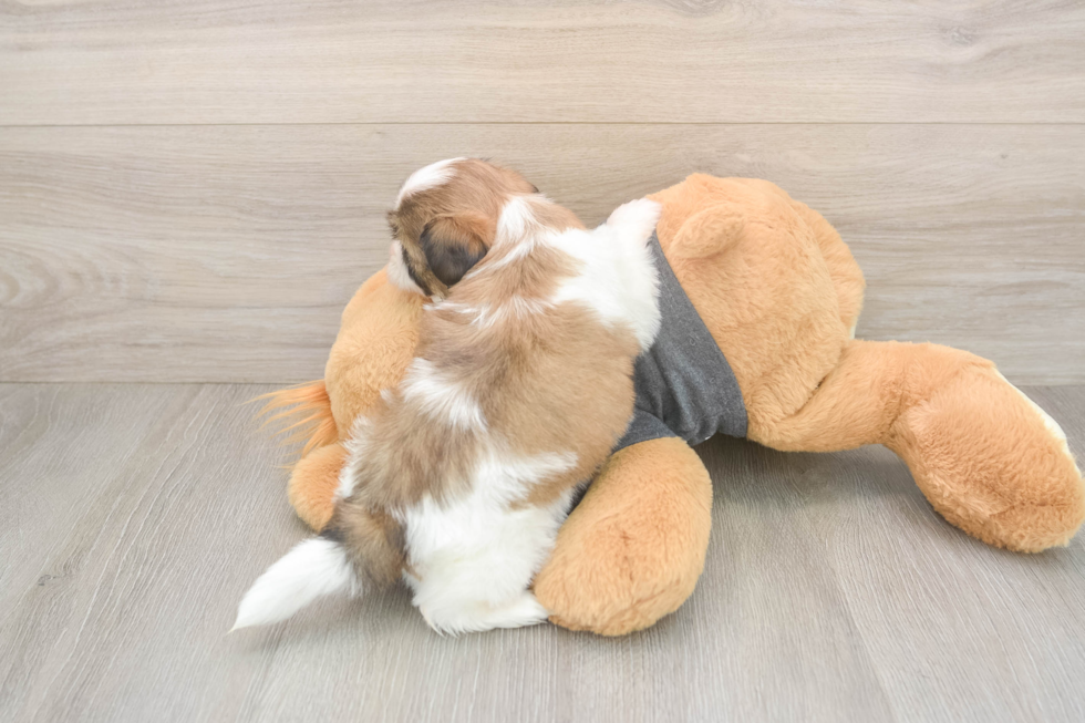 Teddy Bear Pup Being Cute