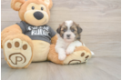 Teddy Bear Puppy for Adoption