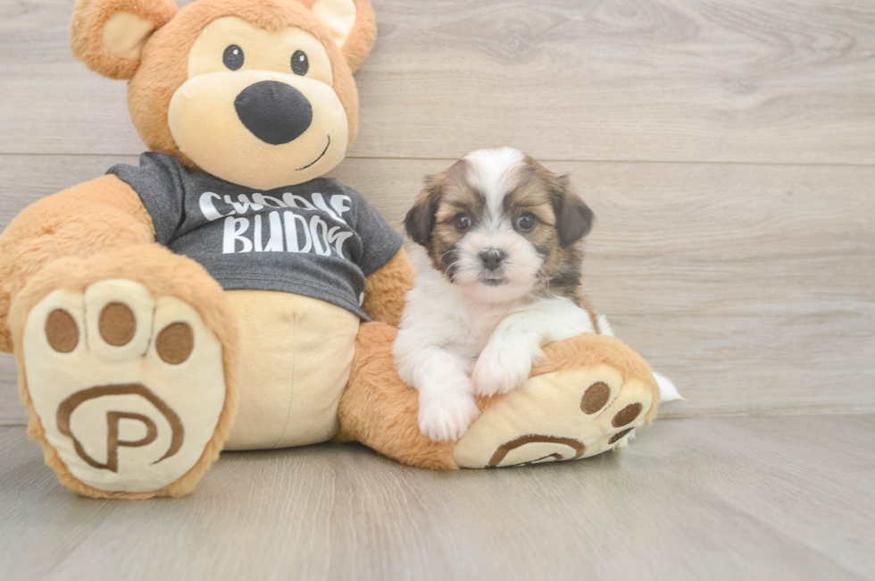 5 week old Teddy Bear Puppy For Sale - Premier Pups