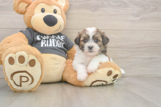 Teddy Bear Puppy for Adoption