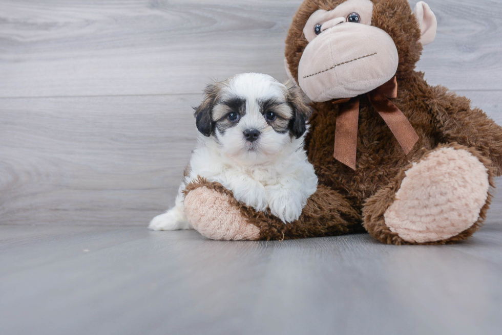 Funny Teddy Bear Designer Pup