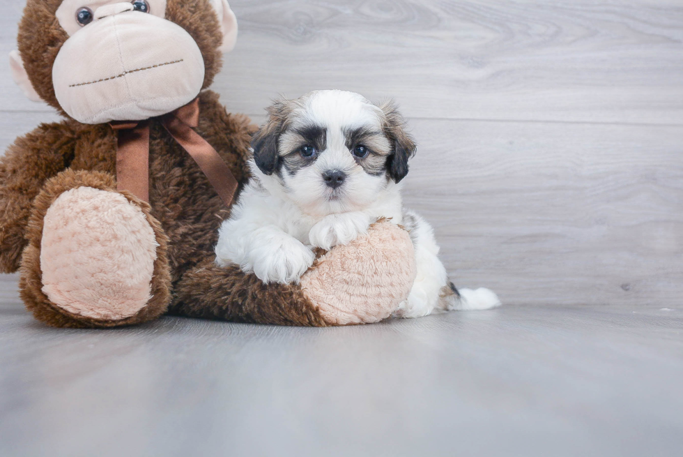 Funny Teddy Bear Designer Pup