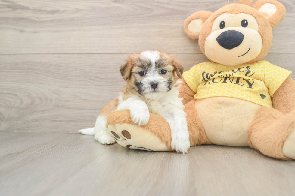 Teddy Bear Puppy for Adoption