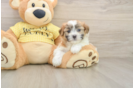 Funny Teddy Bear Designer Pup