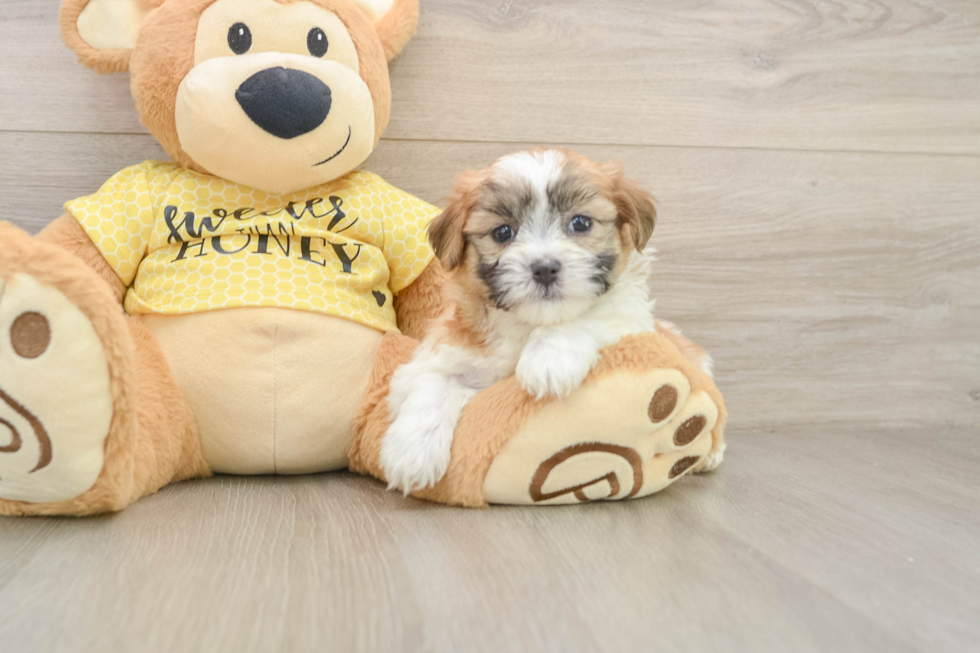 Funny Teddy Bear Designer Pup