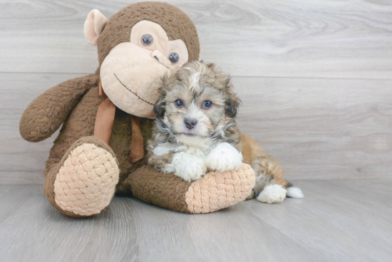 Teddy Bear Pup Being Cute