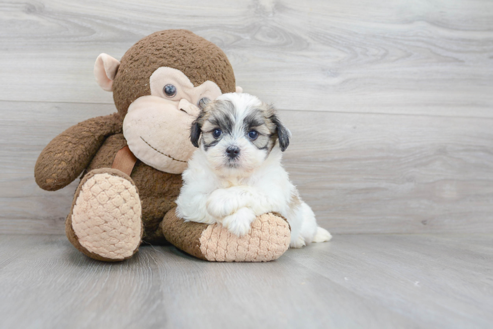 Teddy Bear Pup Being Cute