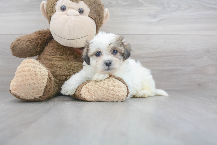 Teddy Bear Pup Being Cute