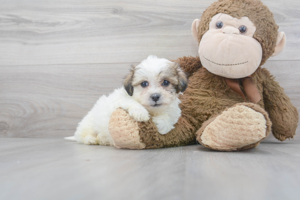 Teddy Bear Pup Being Cute