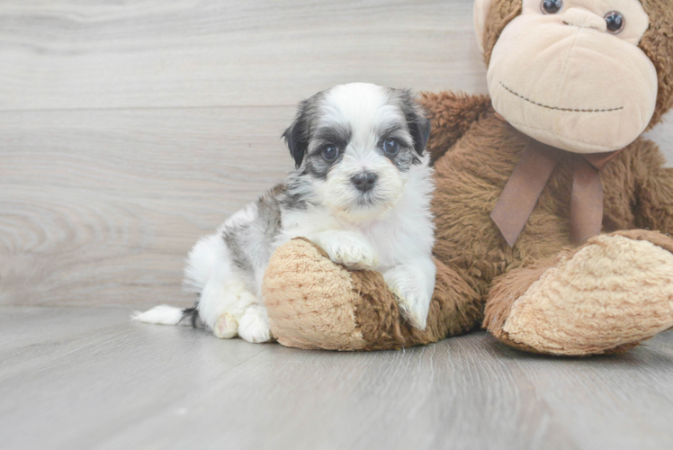 Popular Teddy Bear Designer Pup