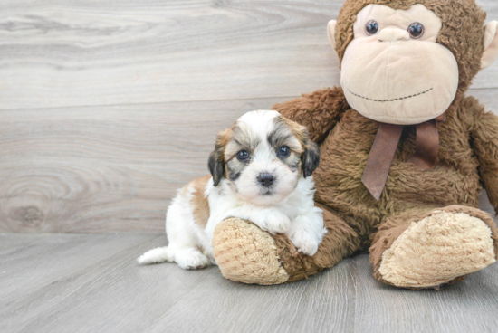 Teddy Bear Pup Being Cute