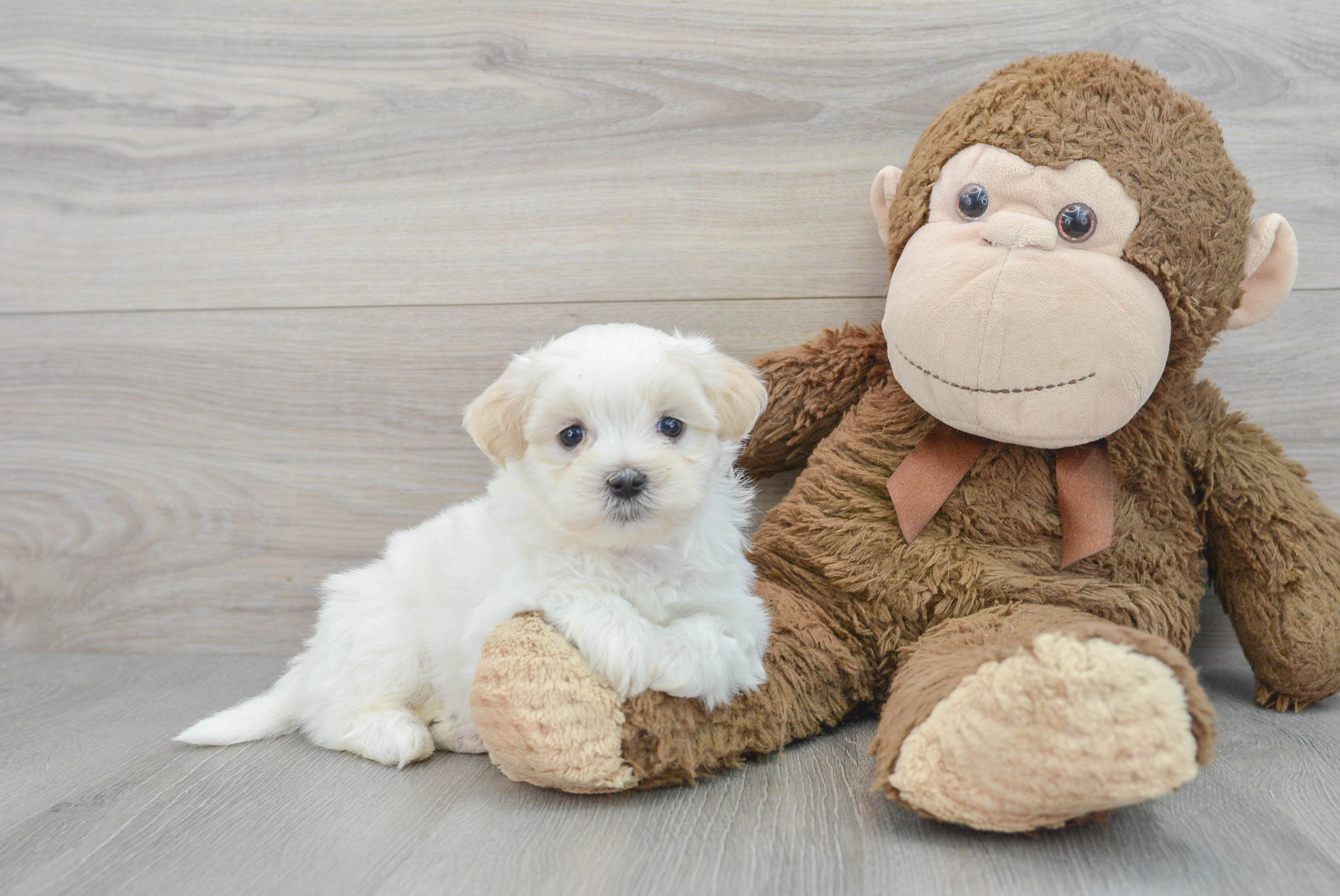 Teddy Bear Pup Being Cute