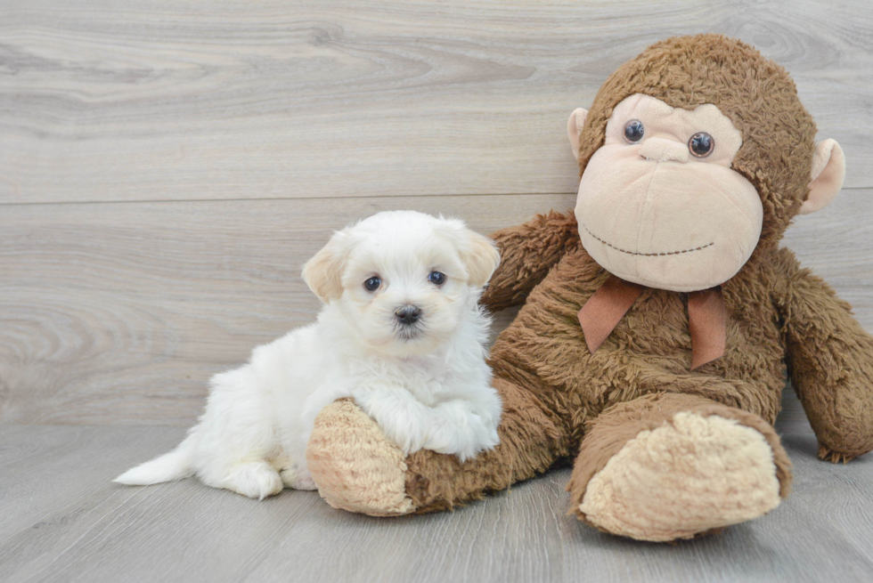 Teddy Bear Pup Being Cute