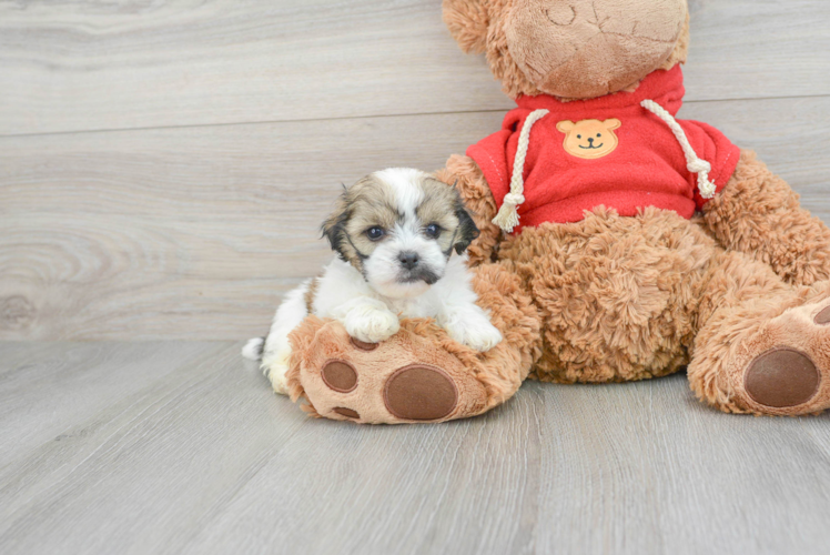 Teddy Bear Pup Being Cute