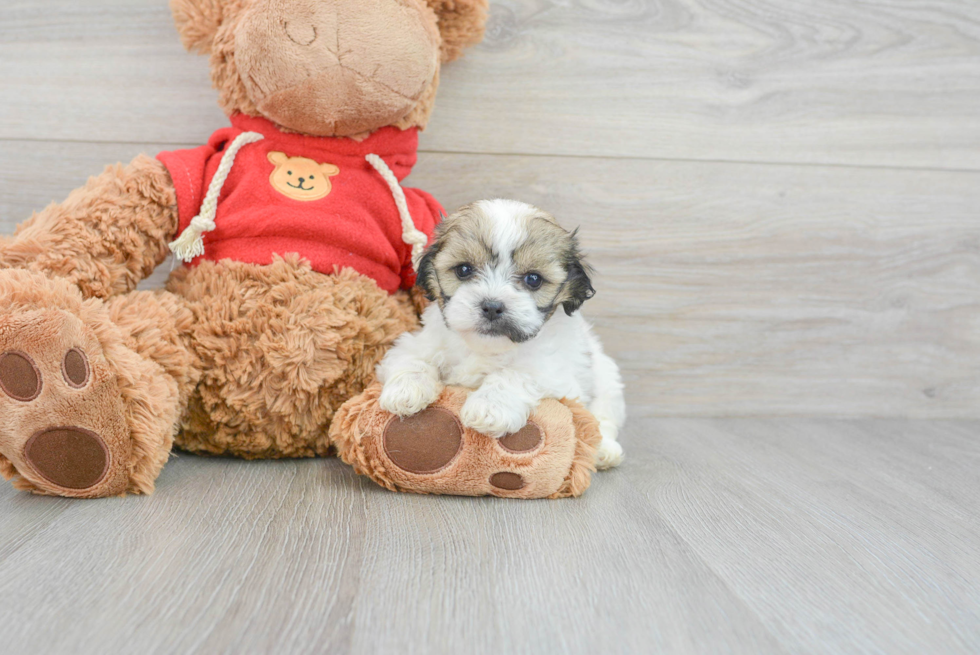 Teddy Bear Puppy for Adoption