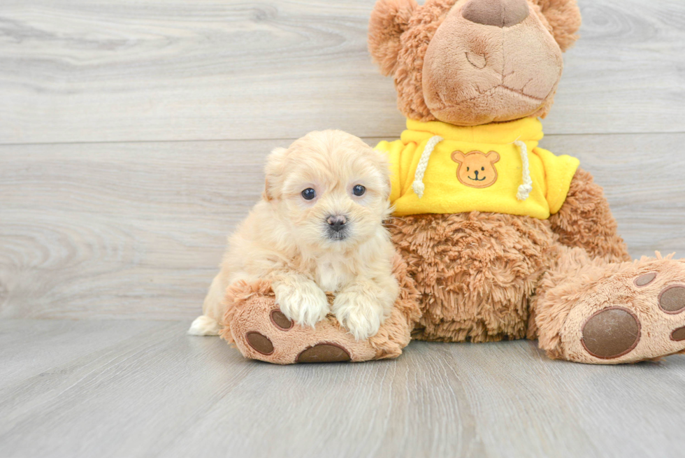 Teddy Bear Puppy for Adoption