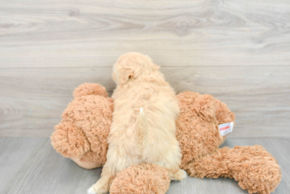 Teddy Bear Pup Being Cute