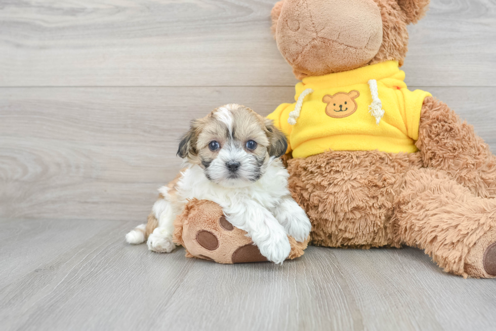 Little Shichon Designer Puppy