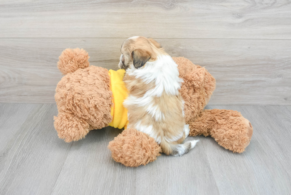 Teddy Bear Pup Being Cute