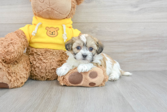 Teddy Bear Puppy for Adoption