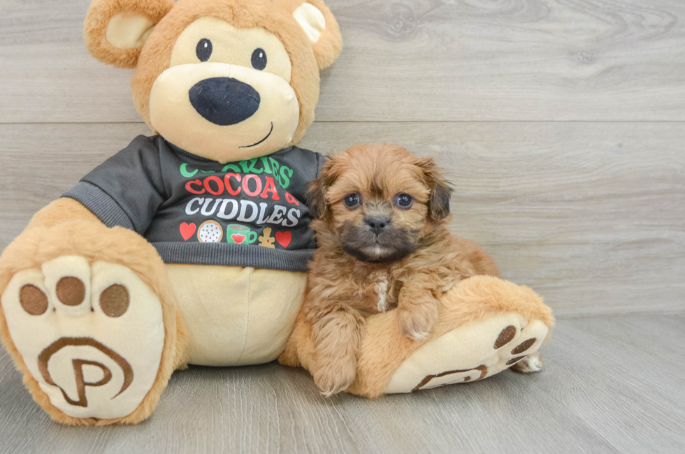 5 week old Teddy Bear Puppy For Sale - Premier Pups