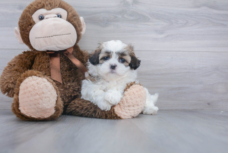 Popular Teddy Bear Designer Pup