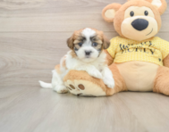9 week old Teddy Bear Puppy For Sale - Premier Pups