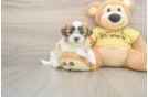 Teddy Bear Pup Being Cute