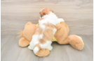 Energetic Shitzu Designer Puppy